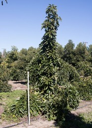 Avocado trees growing in test plots. Image courtesy of University of California, Division of Agriculture and Natural Resources.