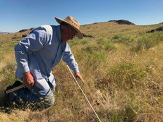 Scott Jensen checks rangeland species. Photo courtesy of Scott Jensen, University of Idaho Extension.