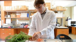 Massimo Iorizzo examines orange carrots to learn more about their pigmentation and domestication. 