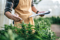 Cannabis plants being examined for disease. Image courtesy of Adobe Stock.