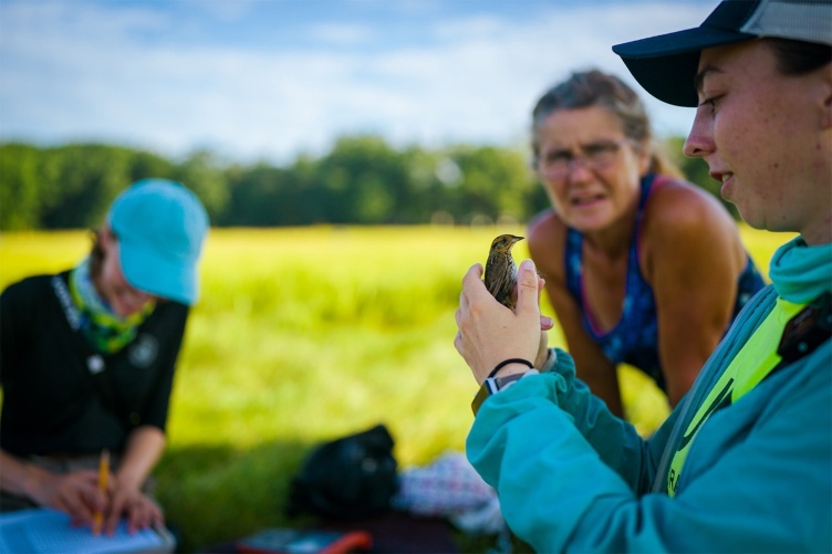 Researcher holding saltmarsh sparrow.  Image courtesy of University of New Hampshire Marketing.