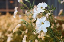 Purdue scientists are researching plant metabolic processes in petunias. Image courtesy of Purdue Agricultural Communications