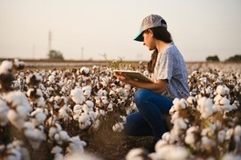 Researcher in cotton field. Image courtesy of Adobe Stock.