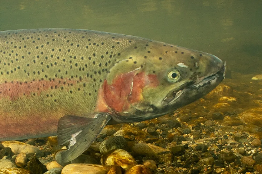 Steelhead trout. Image courtesy of Adobe Stock.