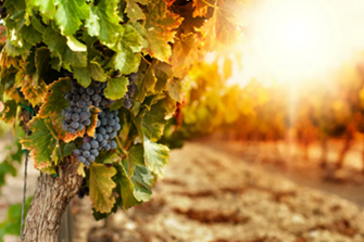 View of a vineyard. Image courtesy of Adobe Stock.