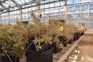 A greenhouse filled with the desert shrub guayule on the Ohio State Wooster campus. Image courtesy of Ohio State/Katrina Cornish.