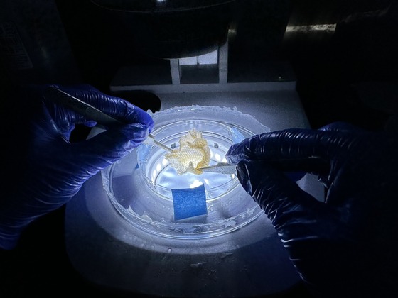 A researcher looks for mites under a microscope. Credit: Mississippi State University. 