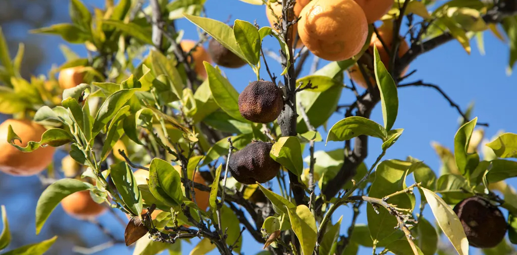 Orange tree showing citrus disease. RFA image