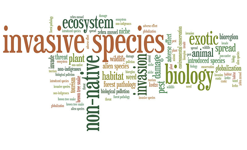 Invasive species word cloud. Graphic courtesy of Adobe Stock.