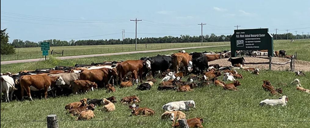 Cows and calves at the USDA Agricultural Research Service U.S. Meat Animal Research Center. Photo courtesy of USDA- ARS.