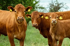 Beef cattle in pasture. Image courtesy of Adobe Stock