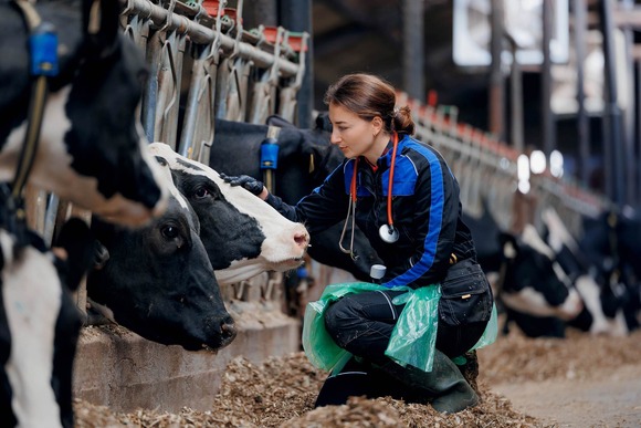 Veterinarian checking on dairy cattle. Image courtesy of Adobe Stock.