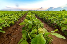 Soybean field. Image courtesy of Adobe Stock.