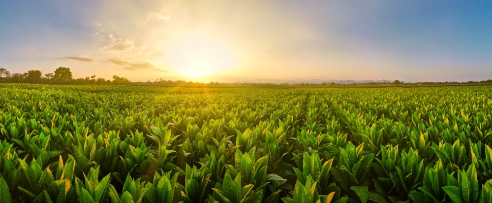 Row crop field at sunset. Image courtesy of Adobe Stock.