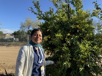 Dr. Chandrika Ramadugu from University of California, Riverside, stands with her citrus breeding plots. NIFA image.