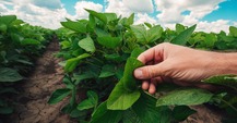 Soybean plant in field. Image courtesy of Adobe Stock.