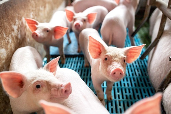 Piglets. Image courtesy of Adobe Stock.