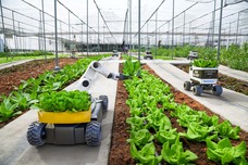 Robot at work in greenhouse. Image courtesy of Adobe Stock.