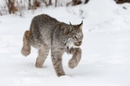 Canada lynx in winter. Image courtesy of Adobe Stock.