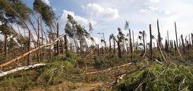 Storm damaged forest. Image courtesy of Adobe Stock.