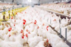 Chickens in a commercial operation. Image courtesy of Adobe Stock.