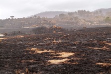 Landscape after a wildfire. Image courtesy of Adobe Stock.