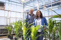 Iowa State University scientists stand behind corn plants. Image courtesy of Iowa State University.