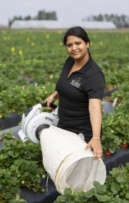 UF researcher Sriyanka Lahiri in a Gulf Coast Research and Education Center strawberry field. Image courtesy of UF/IFAS.