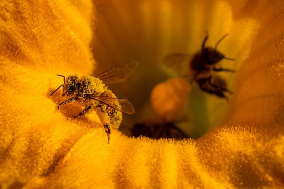 Bee covered in pollen. Image courtesy of Adobe Stock.