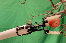 Close up image of robotic apple picking tool developed by Washington State University (WSU). Image courtesy of WSU.