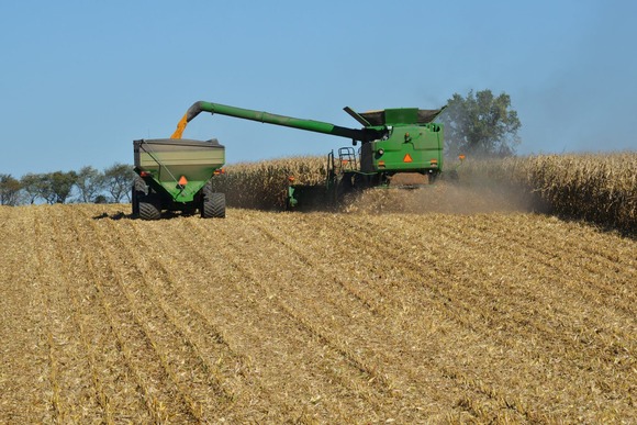 Corn being harvested. Image courtesy of Adobe Stock.