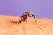 Mosquito on person’s arm. Image courtesy of Adobe Stock.