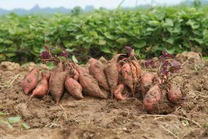 Harvested sweet potatoes next to field. Image courtesy of Adobe Stock.