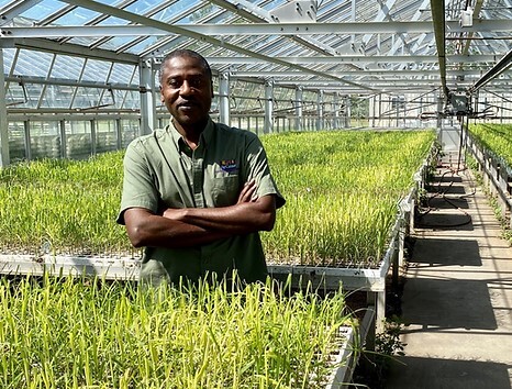 LSU AgCenter sugarcane breeder Collins Kimbeng stands amidst potential new sugarcane varieties. Photo by Kyle Peveto/LSU AgCenter. 