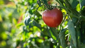 A tomato growing at the UC Davis Student Farm. Image courtesy of Jael Mackendorf/UC Davis. 