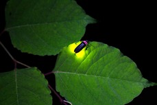 Firefly on leaf. Image courtesy of Adobe Stock.