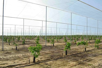 Trees planted in the CUPS system. Image courtesy of Steven Callaham/Dundee Citrus Growers Association. 