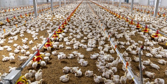 Chickens in commercial poultry house. Image courtesy of Adobe Stock.