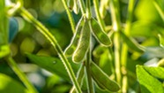 Soybean pods. Image courtesy of Adobe Stock.