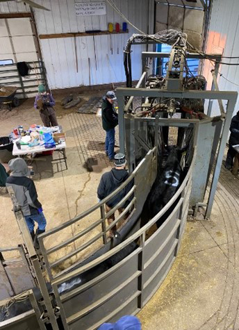 Facility where researchers collect blood samples and weigh cattle courtesy of Stephanie Hansen/Iowa State University. 