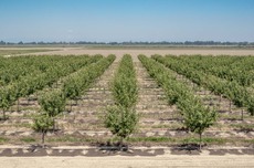 California Pistachio Orchard. Image courtesy of Adobe Stock. 