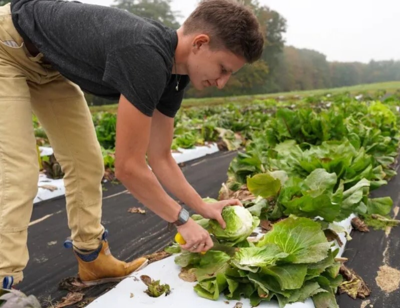 UNH grew and 32 different varieties of radicchio to determine ideal cultivars. Image courtesy of UNH.