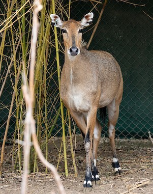 Texas A&M AgriLife researchers investigating how nilgai antelope respond to Babesia bovis. Image courtesy of Texas A&M AgriLife.