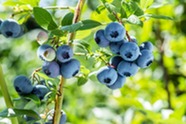 Ripe blueberries on bush. Image courtesy of Adobe Stock.