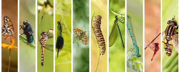 Collage of different insects. Image courtesy of Adobe Stock.