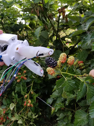 Mississippi State University, Georgia Tech and University of Arkansas, have developed robotic blackberry picker. Image courtesy of Miss State.