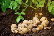 Potatoes in the field. Image courtesy of Adobe Stock.