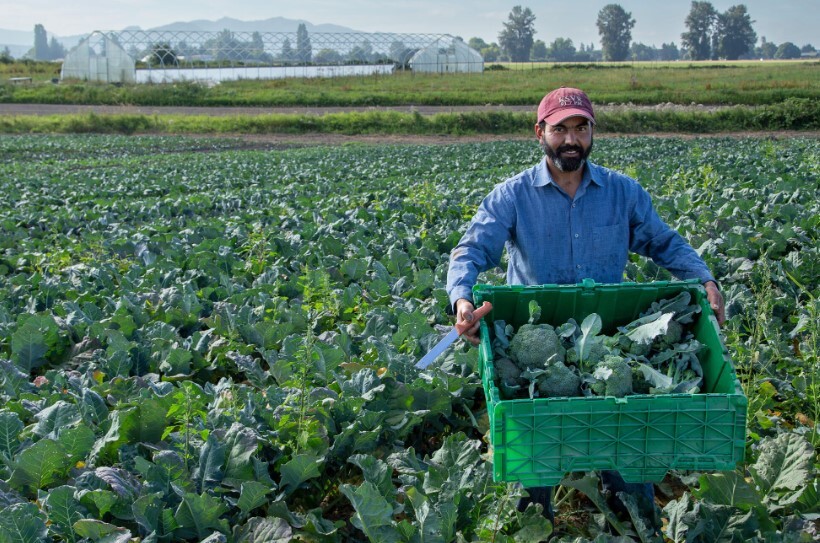 Washington State farmer Francisco Farias in his field of organic broccoli. Image courtesy of Viva Farms.