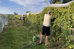 Iowa State researchers are working to better understand the challenges faced by wine industry. Image courtesy of Iowa State.