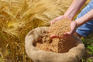 Hands holding harvested grain. Image courtesy of Adobe Stock.